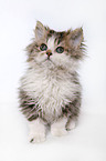 Selkirk Rex Kitten