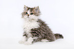 Selkirk Rex Kitten