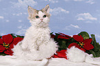 Selkirk Rex Kitten