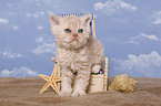 Selkirk Rex Kitten