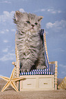 Selkirk Rex Kitten