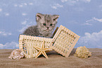 Selkirk Rex Kitten