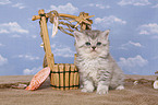 Selkirk Rex Kitten