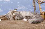 Selkirk Rex Kitten