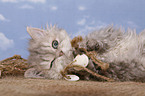 Selkirk Rex Kitten