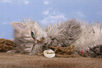 Selkirk Rex Kitten