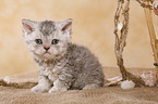 Selkirk Rex Kitten