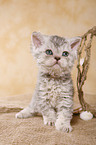 Selkirk Rex Kitten