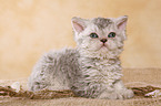 Selkirk Rex Kitten