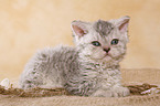 Selkirk Rex Kitten