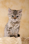 Selkirk Rex Kitten