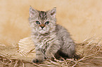 Selkirk Rex Kitten