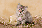 Selkirk Rex Kitten