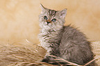 Selkirk Rex Kitten