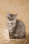 Selkirk Rex Kitten