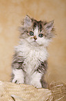 Selkirk Rex Kitten