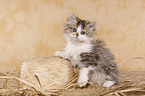 Selkirk Rex Kitten