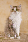 Selkirk Rex