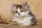 Selkirk Rex Kitten