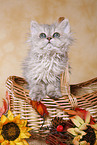 Selkirk Rex Kitten