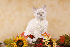 Selkirk Rex