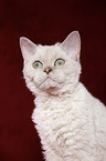 Selkirk Rex