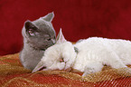 Selkirk Rex and British Shorthair