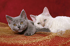 Selkirk Rex and British Shorthair