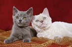 Selkirk Rex and British Shorthair