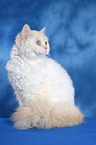 sitting Selkirk Rex