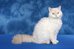 sitting Selkirk Rex