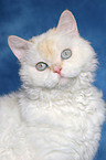 Selkirk Rex Portrait