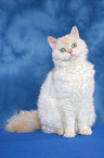 sitting Selkirk Rex