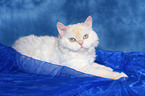 lying Selkirk Rex