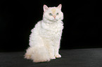 sitting Selkirk Rex