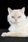 lying Selkirk Rex