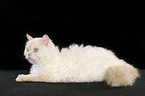 lying Selkirk Rex