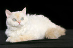 lying Selkirk Rex