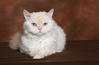 lying Selkirk Rex