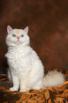 sitting Selkirk Rex