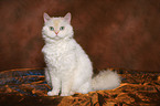 sitting Selkirk Rex