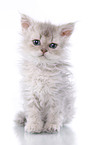 Selkirk Rex Kitten