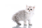 Selkirk Rex Kitten