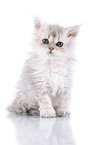 Selkirk Rex Kitten