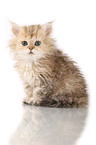 Selkirk Rex Kitten