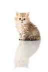 Selkirk Rex Kitten