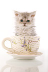 Selkirk Rex Kitten