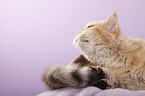 shorthaired Selkirk Rex