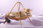 Selkirk Rex Kitten