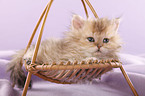 Selkirk Rex Kitten